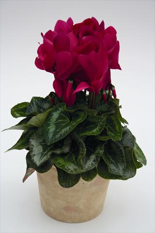 foto van een variëteit aan bloemen, te gebruiken als: Korf / Pot Cyclamen persicum Maxora 7050 Wine Red