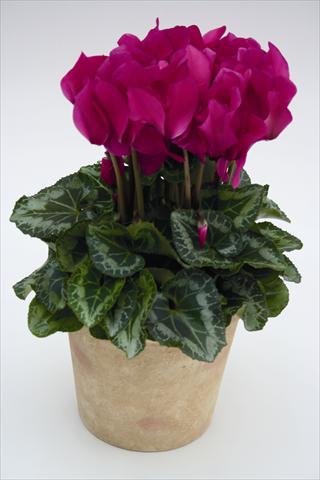 foto van een variëteit aan bloemen, te gebruiken als: Korf / Pot Cyclamen persicum Maxora 7077 Light Purple