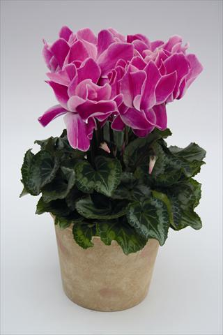 foto van een variëteit aan bloemen, te gebruiken als: Korf / Pot Cyclamen persicum Maxora 7078 Purple Flame