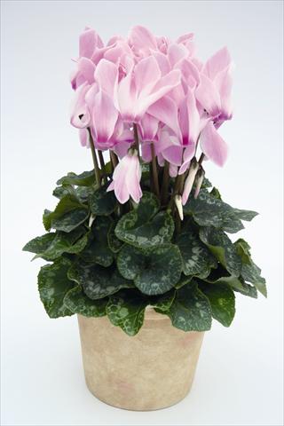 foto van een variëteit aan bloemen, te gebruiken als: Korf / Pot Cyclamen persicum Maxora 7099 Lilac Flame