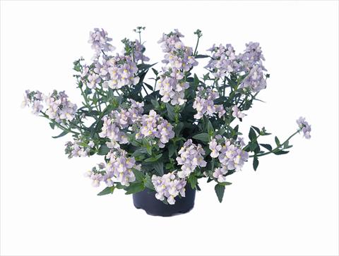 foto van een variëteit aan bloemen, te gebruiken als: Perkplant / Borders Nemesia Nemo Lavender