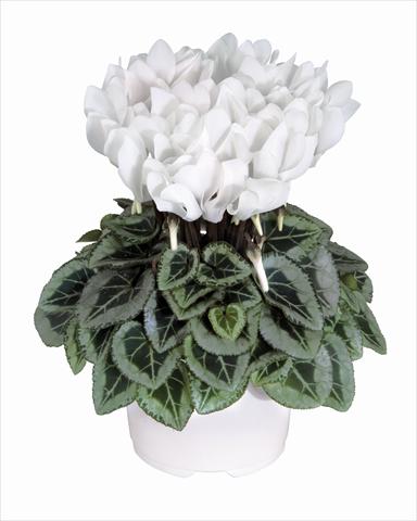 foto van een variëteit aan bloemen, te gebruiken als: Korf / Pot Cyclamen persicum Metis Blanc Pur Decora