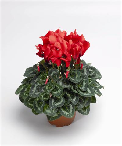foto van een variëteit aan bloemen, te gebruiken als: Pot Cyclamen persicum Sierra Synchro Scarlet South