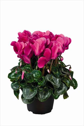foto van een variëteit aan bloemen, te gebruiken als: Korf / Pot Cyclamen persicum Super Serie Allure F1 Dark Violet HR