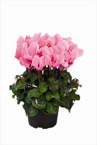 foto van een variëteit aan bloemen, te gebruiken als: Korf / Pot Cyclamen persicum Super Serie Allure F1 Light Neon Pink