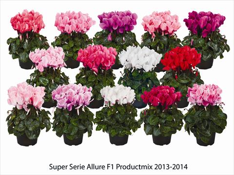 foto van een variëteit aan bloemen, te gebruiken als: Korf / Pot Cyclamen persicum Super Serie Allure F1 Productmix
