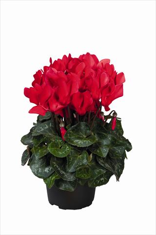 foto van een variëteit aan bloemen, te gebruiken als: Korf / Pot Cyclamen persicum Super Serie Allure F1 Red HR