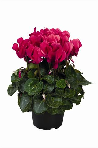 foto van een variëteit aan bloemen, te gebruiken als: Korf / Pot Cyclamen persicum Super Serie Allure F1 Wine Red HR