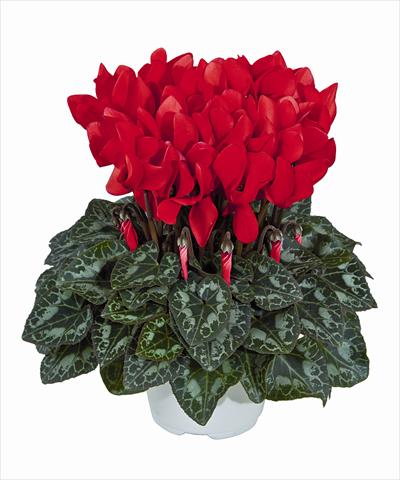 foto van een variëteit aan bloemen, te gebruiken als: Korf / Pot Cyclamen persicum Tianis Rouge Ecarlate 3012