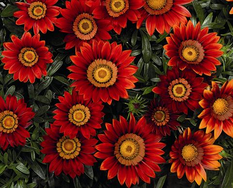 foto van een variëteit aan bloemen, te gebruiken als: Perkplant, potplant of korfplant Gazania Big Maggy Red