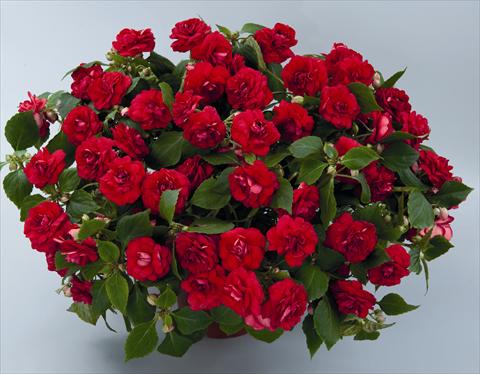 foto van een variëteit aan bloemen, te gebruiken als: Perkplant, potplant of korfplant Impatiens walleriana Musica Elegant Red ID 9-6131(2010)