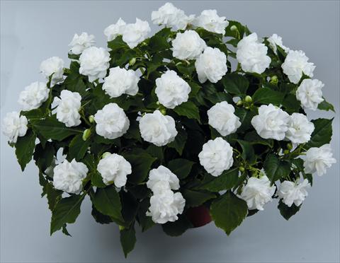 foto van een variëteit aan bloemen, te gebruiken als: Perkplant, potplant of korfplant Impatiens walleriana Musica Pure White ID 9-2528(2010)