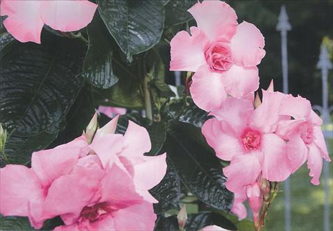foto van een variëteit aan bloemen, te gebruiken als: Pot - en perkplant Mandevilla Super Trouper Double Pink