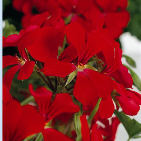 foto van een variëteit aan bloemen, te gebruiken als: Pot - en perkplant Pelargonium peltatum RB Red