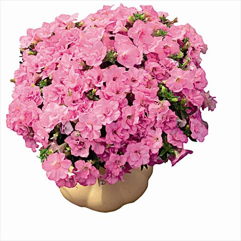 foto van een variëteit aan bloemen, te gebruiken als: Perkplant, potplant of korfplant Petunia pendula Surfinia Double Dark Pink 2657