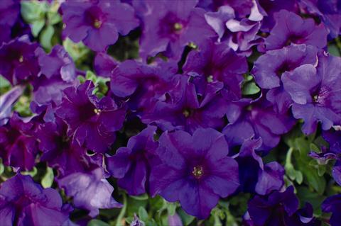 foto van een variëteit aan bloemen, te gebruiken als: Perkplant, potplant of korfplant Petunia pendula Surfinia Velvet Blue