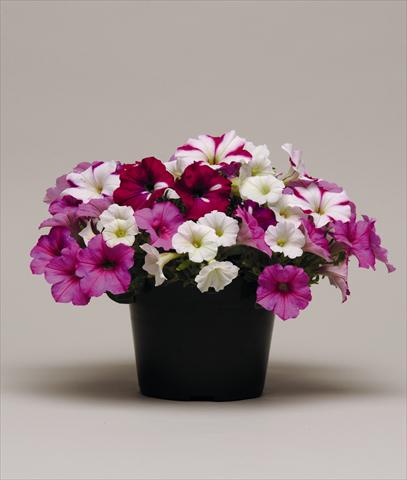 foto van een variëteit aan bloemen, te gebruiken als: Perkplant, potplant of korfplant Petunia x hybrida Colorsgames Tray 2 Strawberry Pie