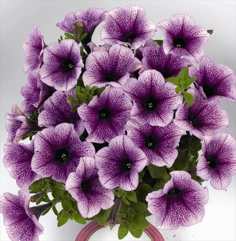 foto van een variëteit aan bloemen, te gebruiken als: Perkplant, potplant of korfplant Petunia x hybrida Poptunia Blue Vein