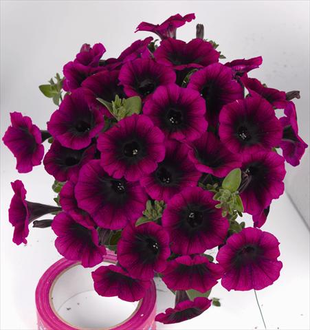 foto van een variëteit aan bloemen, te gebruiken als: Perkplant, potplant of korfplant Petunia x hybrida Poptunia Deep Raspberry