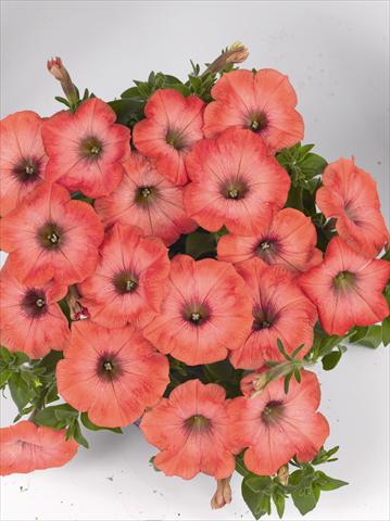 foto van een variëteit aan bloemen, te gebruiken als: Perkplant, potplant of korfplant Petunia x hybrida Poptunia Orange