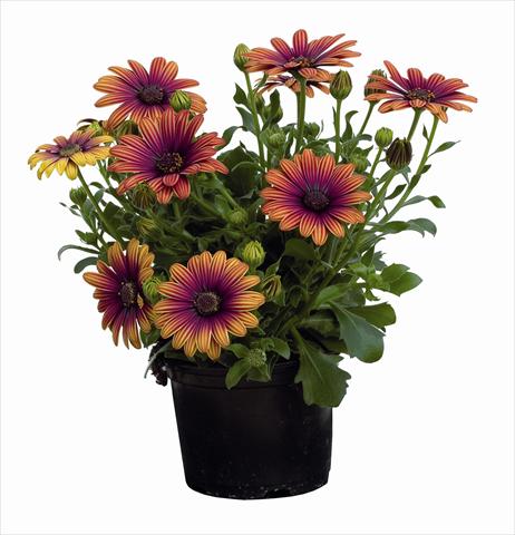 foto van een variëteit aan bloemen, te gebruiken als: Perkplant / Borders Osteospermum Astra Outback Purple