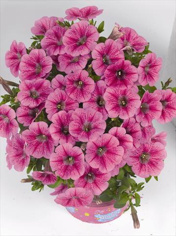 foto van een variëteit aan bloemen, te gebruiken als: Perkplant, potplant of korfplant Petunia x hybrida Poptunia Pink