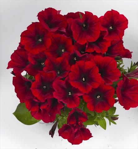 foto van een variëteit aan bloemen, te gebruiken als: Perkplant, potplant of korfplant Petunia x hybrida Poptunia Red