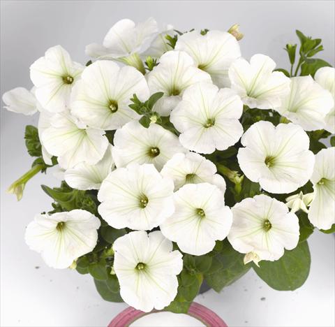 foto van een variëteit aan bloemen, te gebruiken als: Perkplant, potplant of korfplant Petunia x hybrida Poptunia White