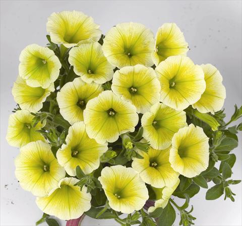 foto van een variëteit aan bloemen, te gebruiken als: Perkplant, potplant of korfplant Petunia x hybrida Poptunia Yellow