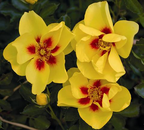 foto van een variëteit aan bloemen, te gebruiken als: Pot - en perkplant Rosa rampicante Eyeconic® Meipouzmoi