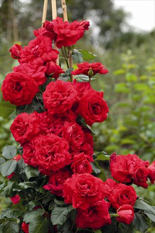 foto van een variëteit aan bloemen, te gebruiken als: Pot - en perkplant Rosa rampicante Negresco® Meigrappo
