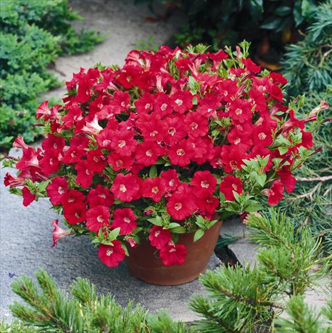foto van een variëteit aan bloemen, te gebruiken als: Korf / Pot Petunia Tiny Tunia Red
