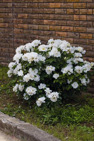 foto van een variëteit aan bloemen, te gebruiken als: Pot - en perkplant Rosa rampicante White Knock Out® Radwhite