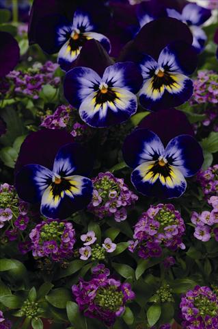 foto van een variëteit aan bloemen, te gebruiken als: Perkplant, potplant of korfplant Viola wittrockiana Coloursgames tray 5 purple cotton