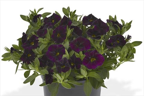 foto van een variëteit aan bloemen, te gebruiken als: Perkplant, potplant of korfplant Calibrachoa Lindura Dark Purple