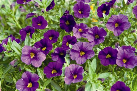 foto van een variëteit aan bloemen, te gebruiken als: Perkplant, potplant of korfplant Calibrachoa Lindura Purple 2015