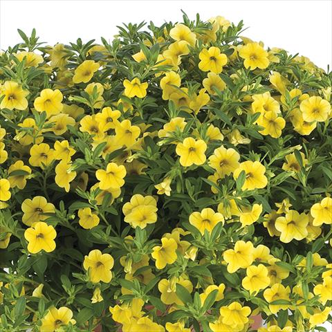 foto van een variëteit aan bloemen, te gebruiken als: Perkplant, potplant of korfplant Calibrachoa Lindura Sun Yellow