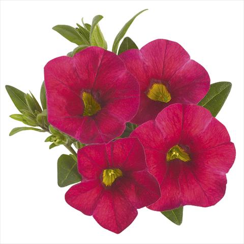 foto van een variëteit aan bloemen, te gebruiken als: Perkplant, potplant of korfplant Calibrachoa Super Cherry Red