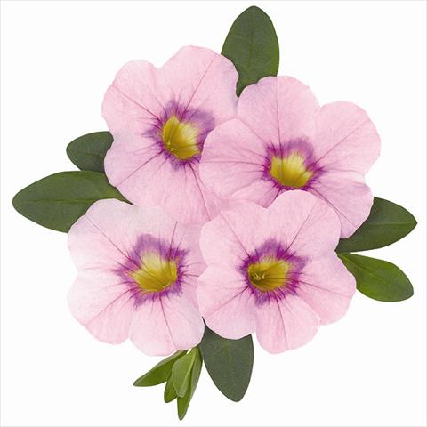 foto van een variëteit aan bloemen, te gebruiken als: Perkplant, potplant of korfplant Calibrachoa Super Lavender