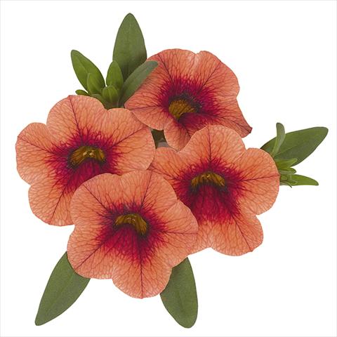 foto van een variëteit aan bloemen, te gebruiken als: Perkplant, potplant of korfplant Calibrachoa Super Orange