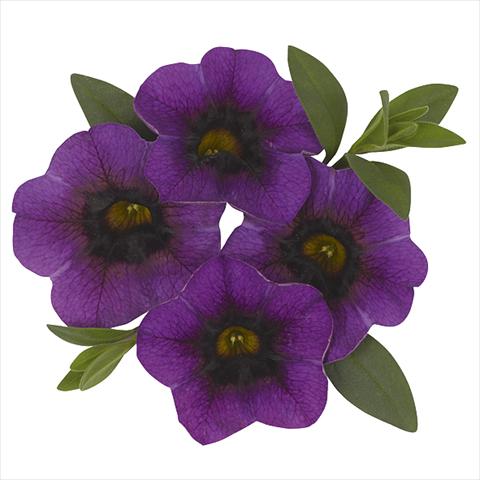 foto van een variëteit aan bloemen, te gebruiken als: Perkplant, potplant of korfplant Calibrachoa Super Purple