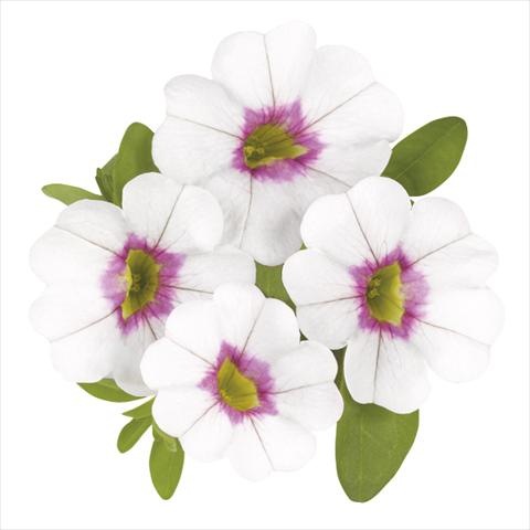 foto van een variëteit aan bloemen, te gebruiken als: Perkplant, potplant of korfplant Calibrachoa Super Royal White