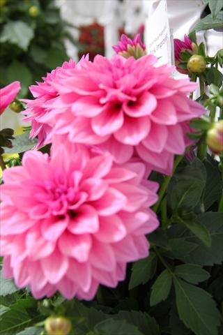 foto van een variëteit aan bloemen, te gebruiken als: Perkplant, potplant of korfplant Dahlia x hybrida Dahlinova Hypnotica Pink Improved