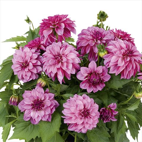 foto van een variëteit aan bloemen, te gebruiken als: Pot - en perkplant Dahlia Dahlinova Hypnotica Purple Bicolor