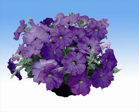 foto van een variëteit aan bloemen, te gebruiken als: Korf / Pot Petunia Viva Lavender Shades