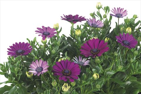 foto van een variëteit aan bloemen, te gebruiken als: Pot Osteospermum Margarita Nano Purple Improved