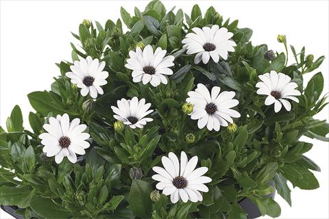 foto van een variëteit aan bloemen, te gebruiken als: Pot Osteospermum Margarita Nano White Improved