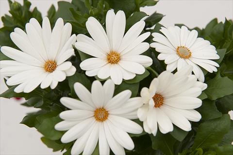 foto van een variëteit aan bloemen, te gebruiken als: Pot Osteospermum Margarita Cream