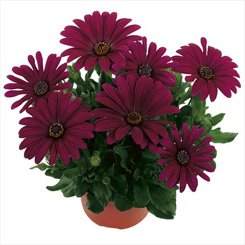 foto van een variëteit aan bloemen, te gebruiken als: Pot Osteospermum Margarita Purple Improved
