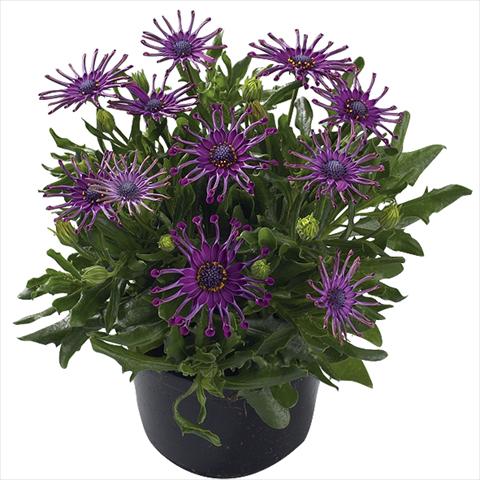 foto van een variëteit aan bloemen, te gebruiken als: Pot Osteospermum Margarita Purple Spoon